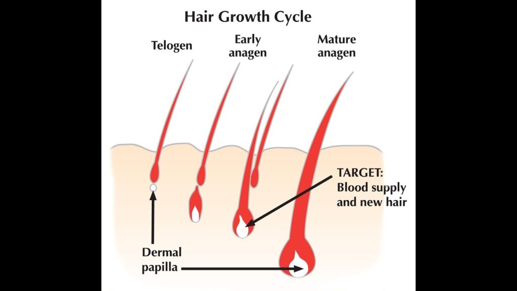 The Hair Growth Cycle